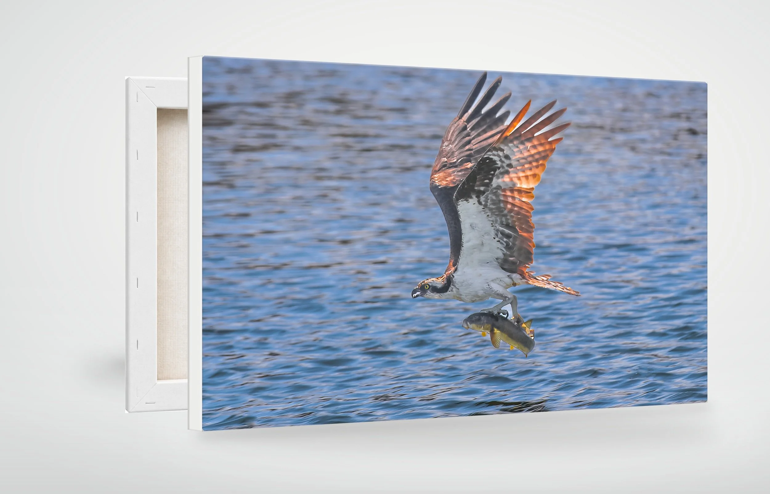 LAT01-MOCKUP-CANVAS.jpg