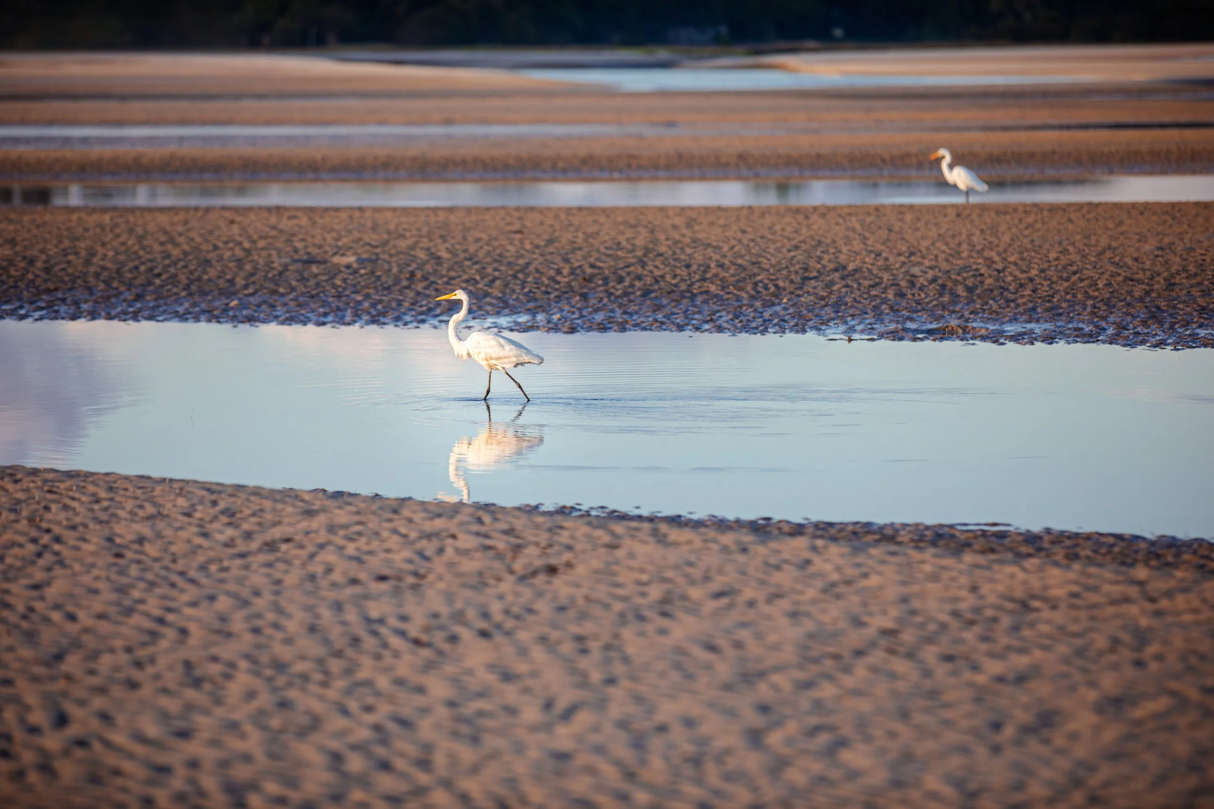 Great egrets hunt in a tidal channel at Fish Haul Beach on Hilton Head Island. When Port Royal Sound retreats, the exposed flats become a feeding ground—proof that the landscape is busiest when it appears almost empty.