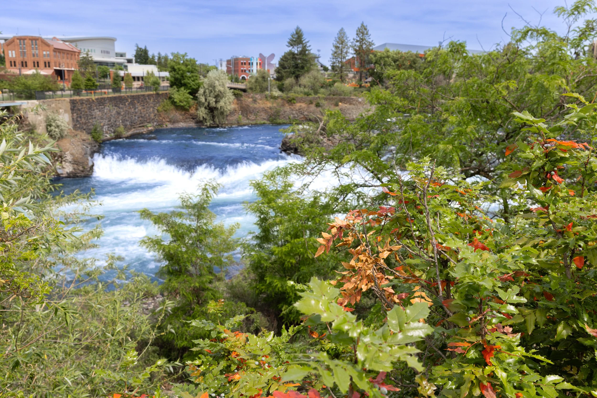 Spokane Falls appear through the trees, with downtown buildings rising beyond the opposite bank. The river often arrives first as sound here—the rush of water through the leaves—before the falls themselves come fully into view.