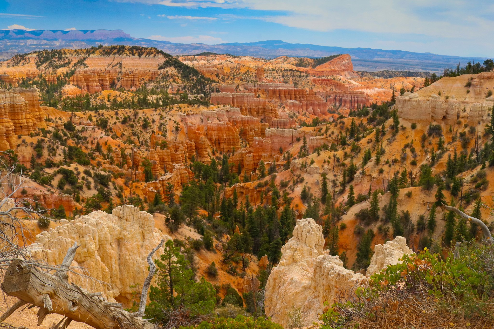 A wide view across Bryce Canyon shows orange spires and green trees between pale foreground rock and distant layered ridges.