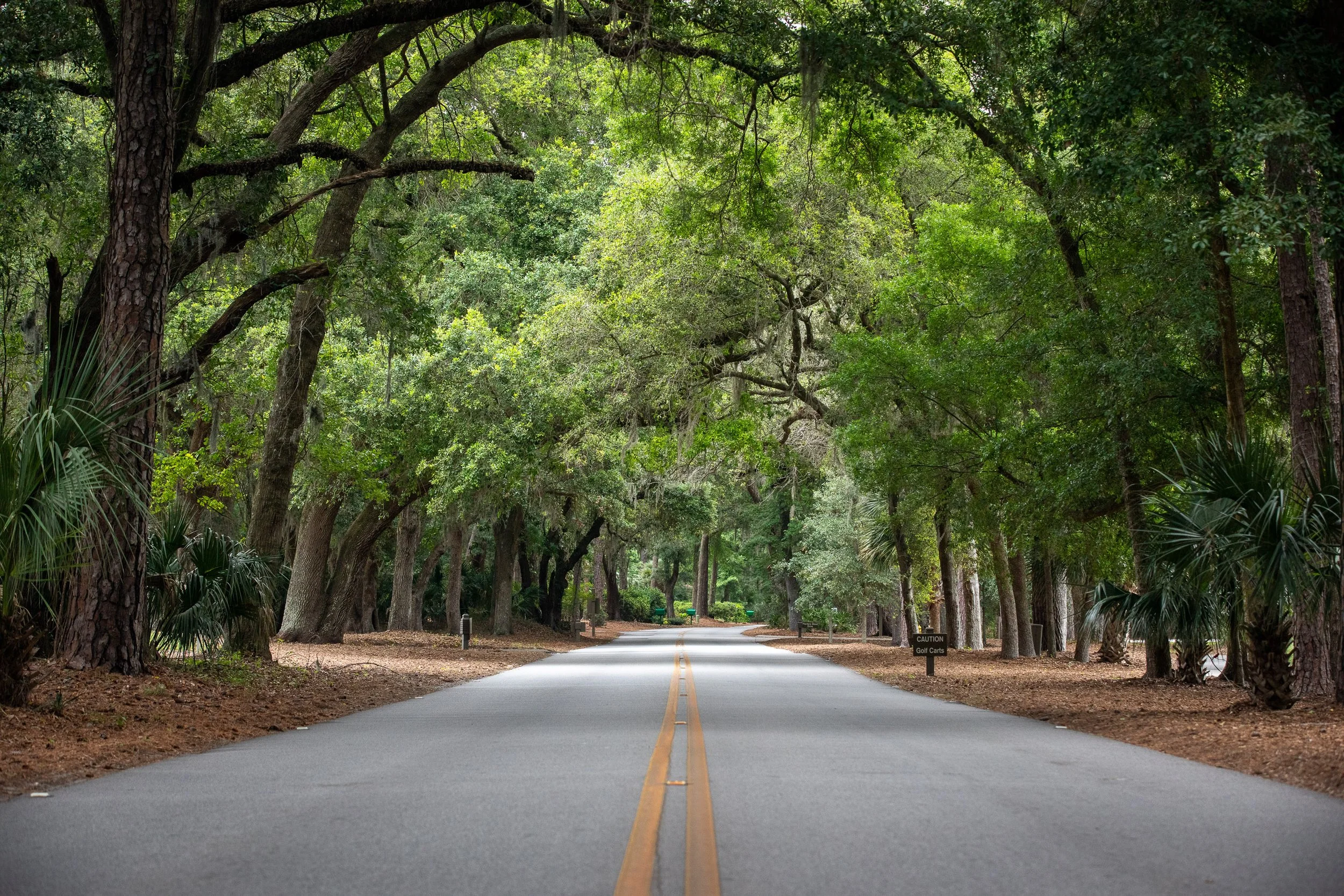Live oaks and Spanish moss close over a road inside Sea Pines on Hilton Head Island. The canopy survived because early planners repeatedly bent streets around mature trees, turning what might have been obstacles into the community’s defining feature.