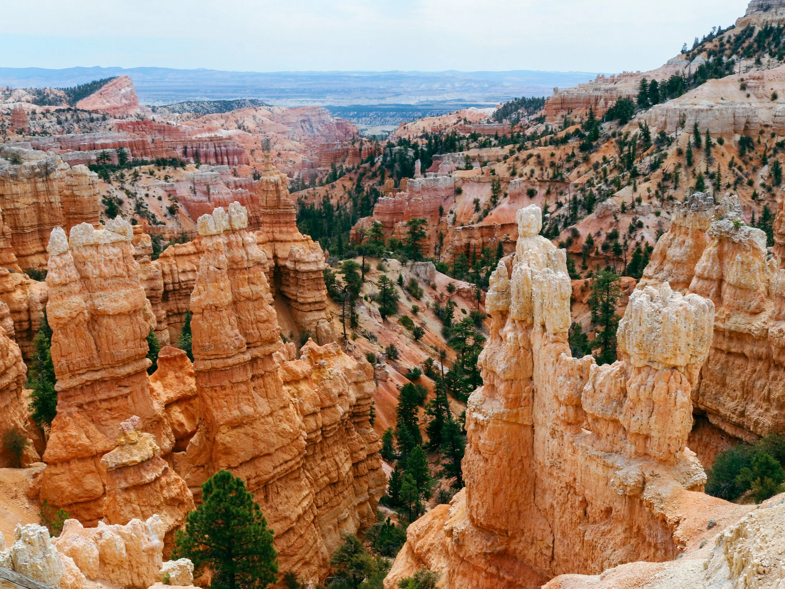 Pale hoodoos rise above wooded slopes at Bryce Canyon National Park in southern Utah. Their uneven ledges and narrow sections develop as some rock layers wear away faster than others. These towers look substantial, but recognizable formations have lo