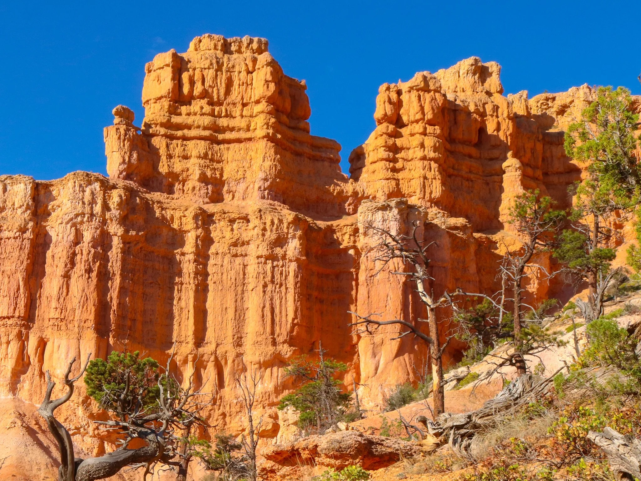 Orange rock towers with horizontal ledges and narrow lower sections rise above a wooded slope along the Fairyland Loop.