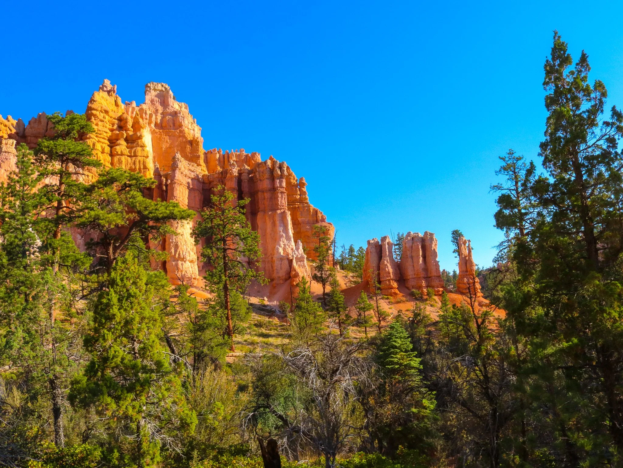 Green pines fill the foreground beneath tall orange hoodoos along Bryce Canyon’s Fairyland Loop, under a blue sky.