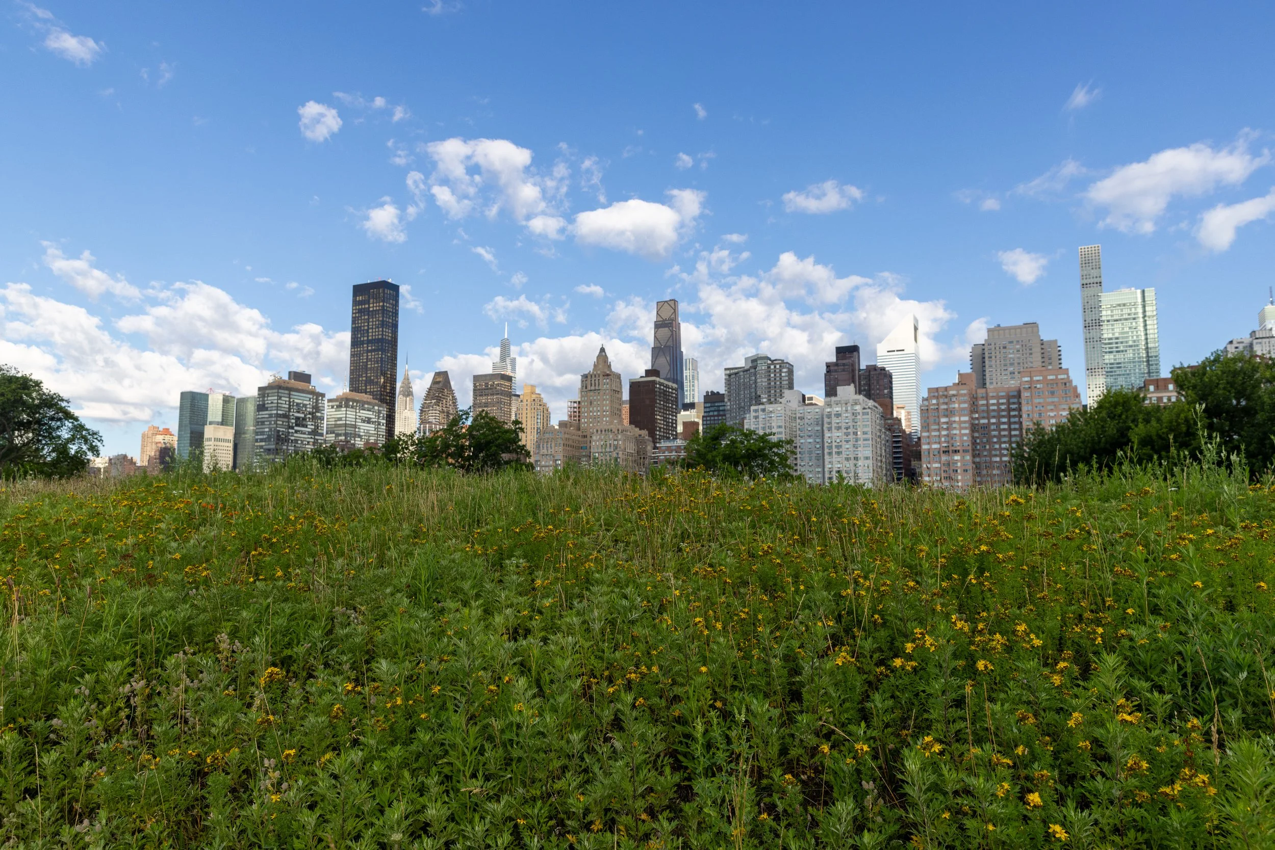 Just south of Cornell Tech, a meadow of wildflowers and tall grasses opens toward the Manhattan skyline. It is one of Roosevelt Island’s stranger contrasts — a quiet patch of open ground within sight of some of the densest cityscape in the country.