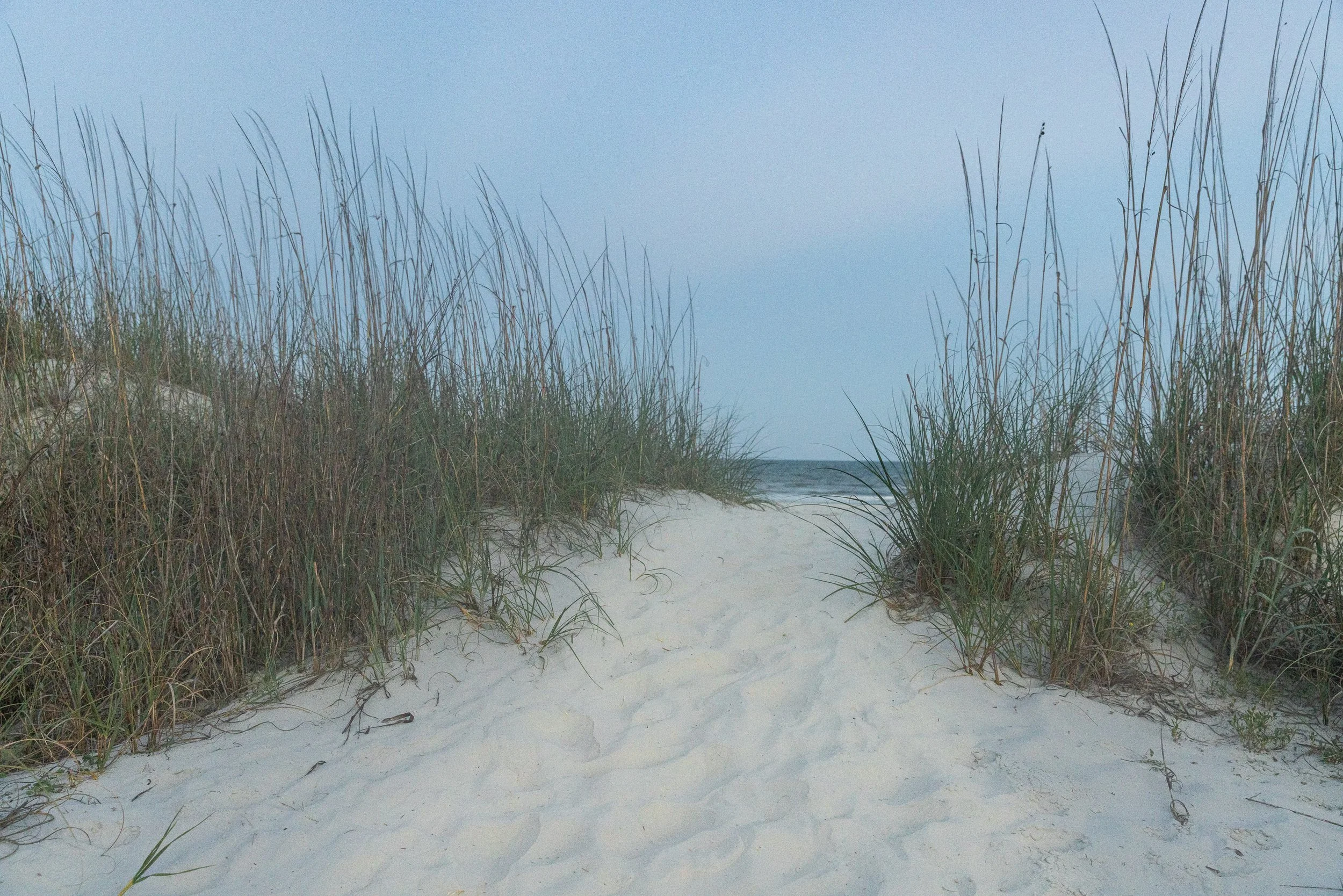 A narrow beach access opens through sea oats toward the Atlantic on Hilton Head Island. The grasses are not ornamental: their spreading roots catch windblown sand and help hold the island’s small dunes together.