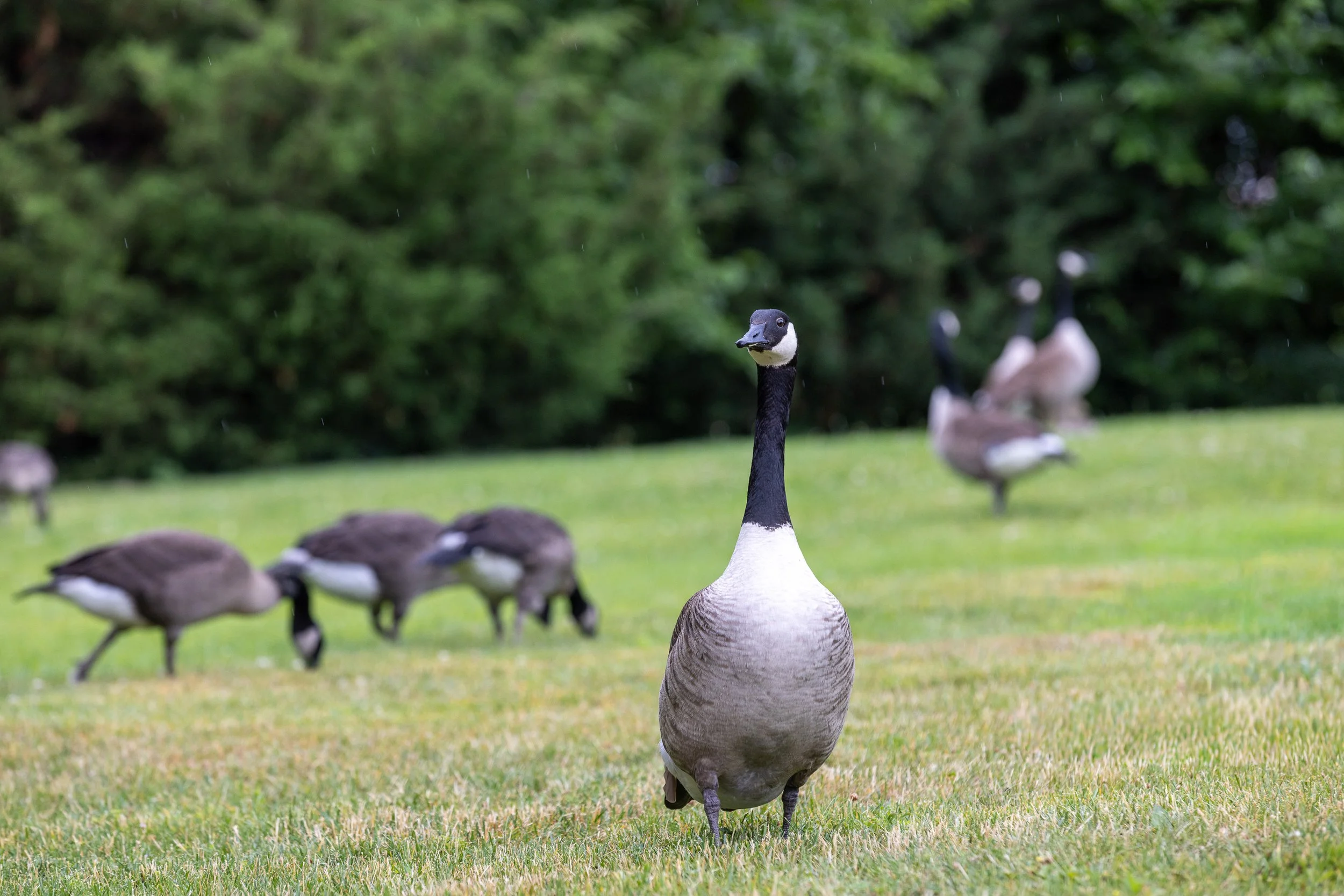 A Canada goose stands on a grassy lawn on Roosevelt Island while several other geese graze in the background.