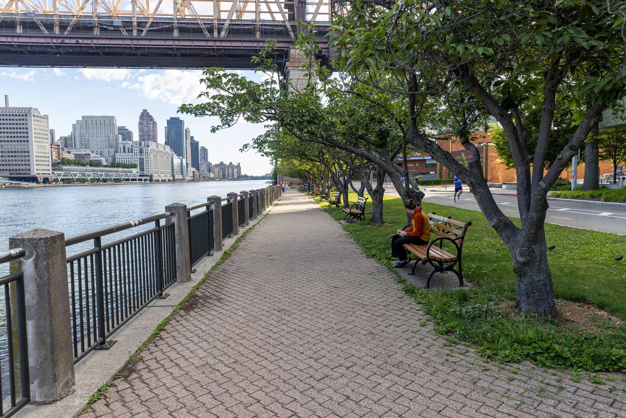 A tree-lined waterfront promenade with benches runs beside the East River on Roosevelt Island beneath the Queensboro Bridge.