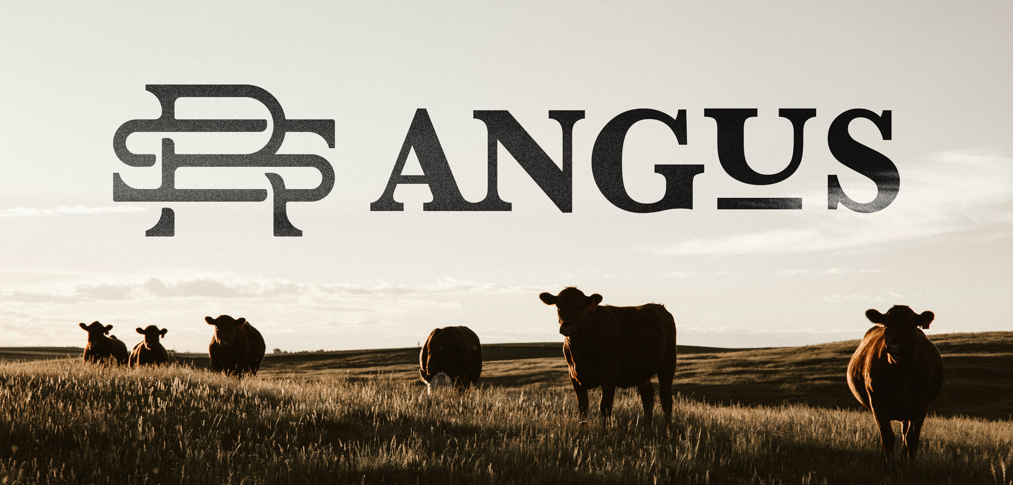 SR Angus logo placed in sky above image of dark brown/black cows grazing in field