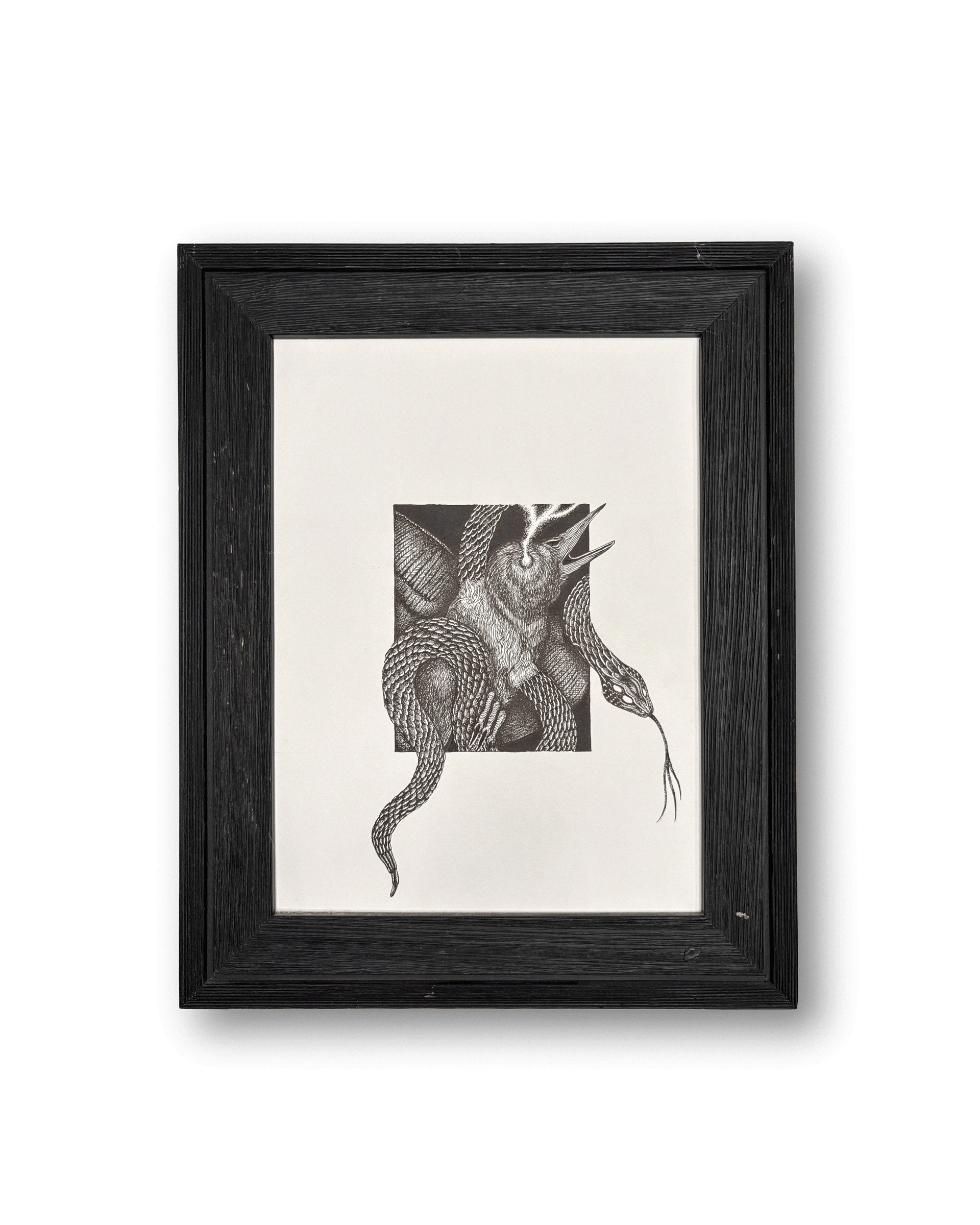 Framed illustration of a bird and snake in combat