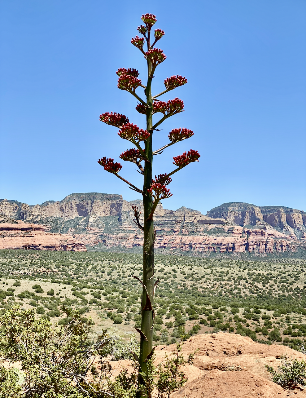 Desert wildflower with Sedona red rocks in background.