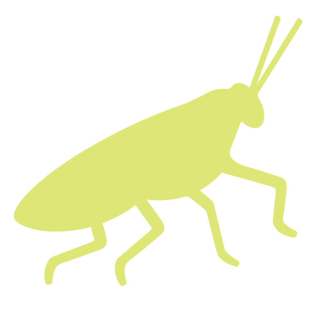 Katydid Counseling