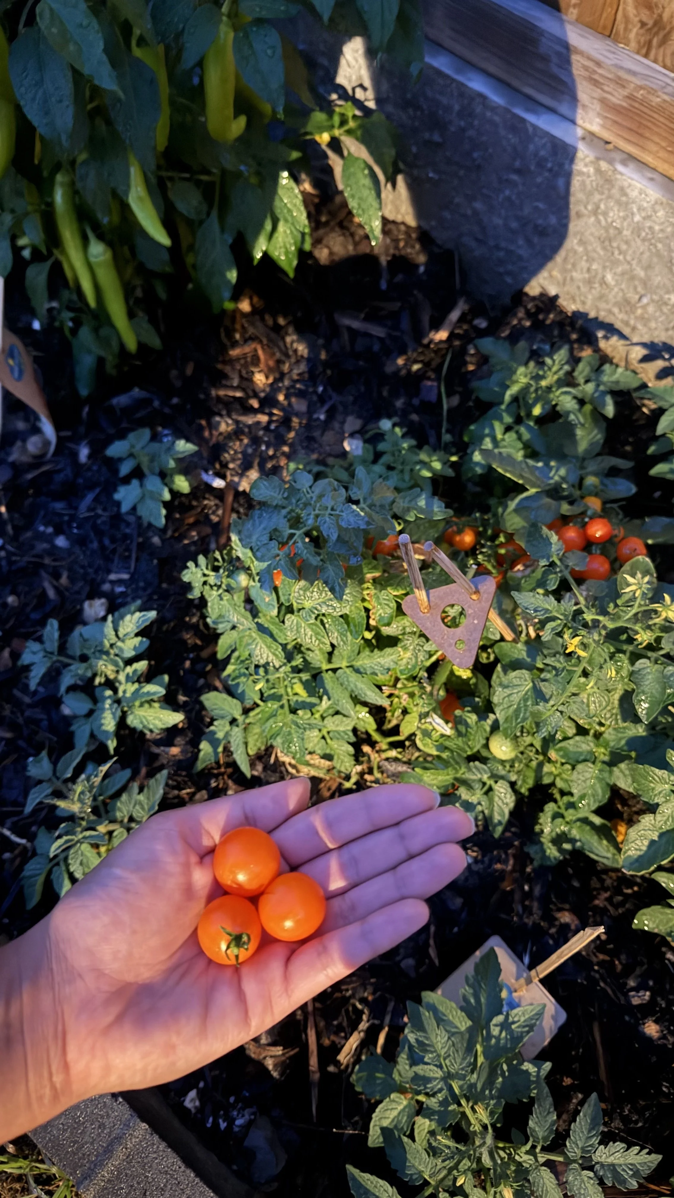 Hand holding several small, orange cherry tomatoes in a garden with watermelon plants and a wooden fence in the background.