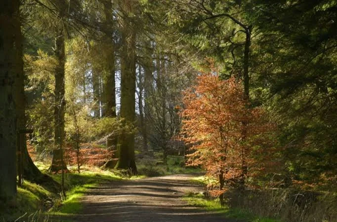 beecraigs1.jpeg