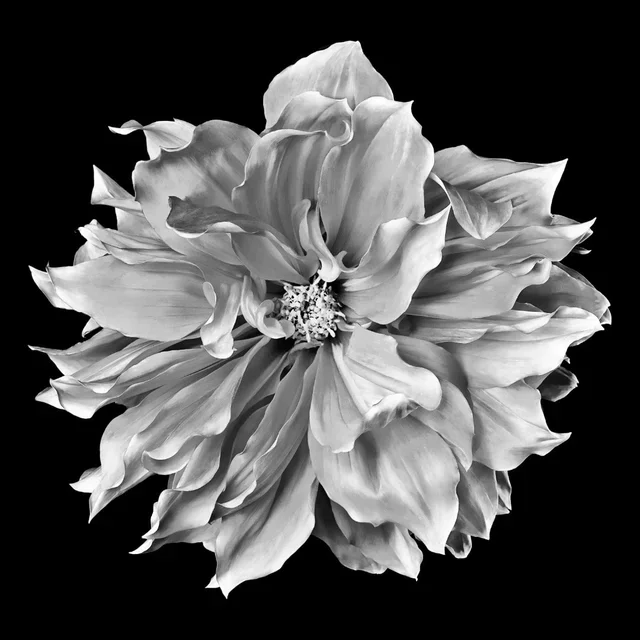 Black & White Flower III B.webp