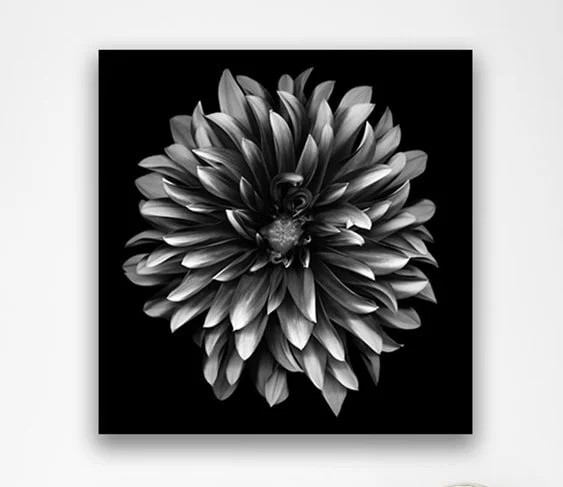 Black & White Flower IV A.jpeg