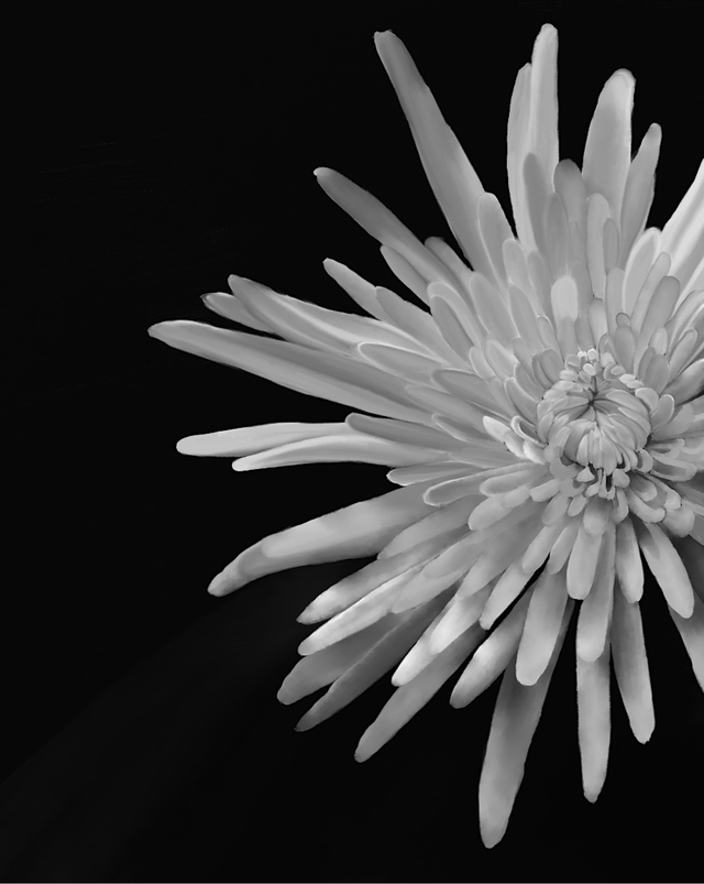 Black & White Flower I B.webp
