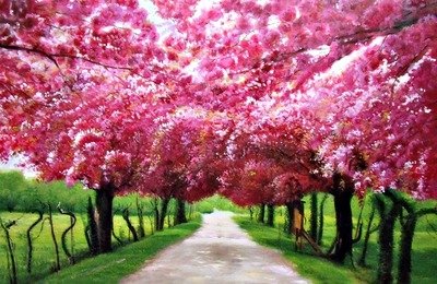 Cherry blossom trees lining a path with vibrant pink flowers and green grass.