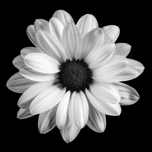 Black & White Flower II B.webp