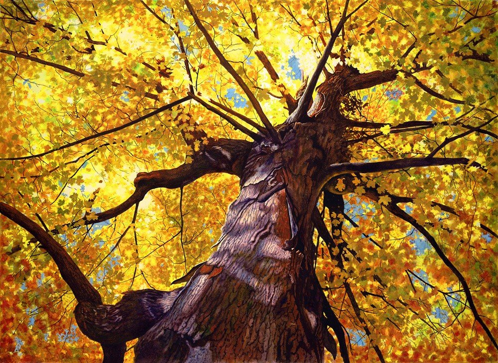 Looking up at a tall tree with yellow autumn leaves and a thick, textured trunk