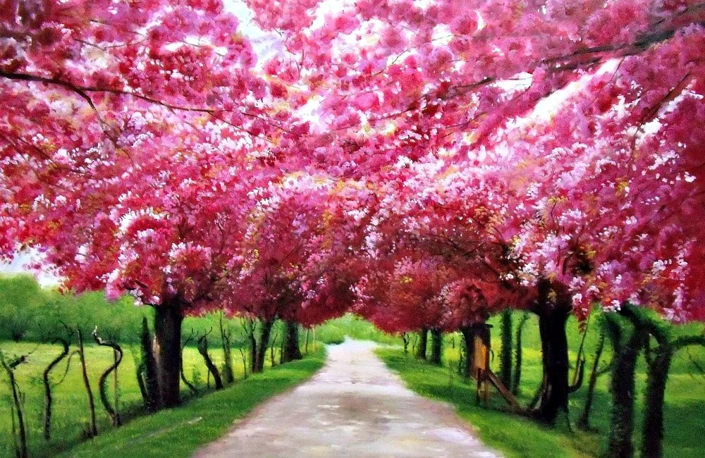 A dirt pathway lined with pink flowering trees on both sides.