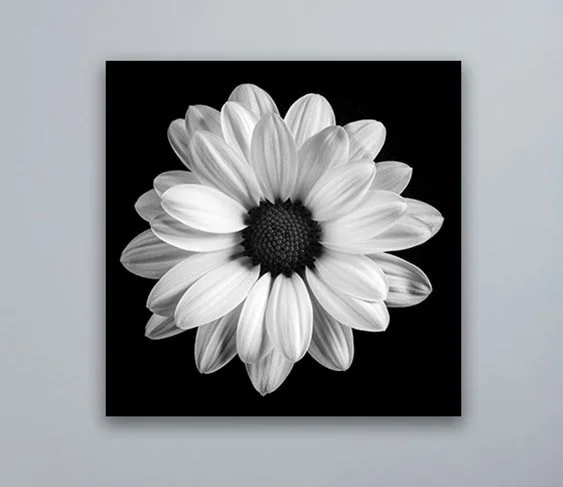 Black & White Flower II A.jpeg