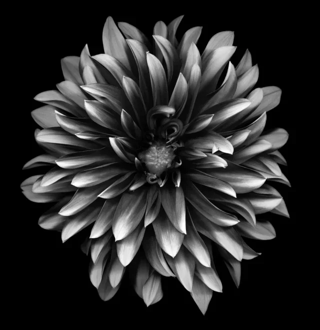 Black & White Flower IV B.webp