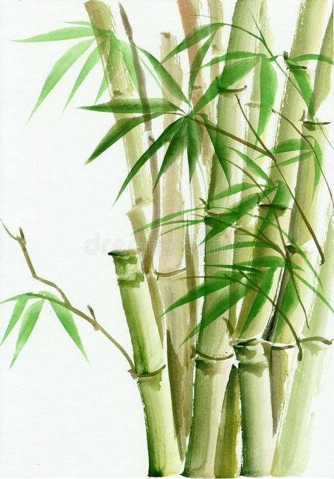 Several bamboo stalks with green leaves.