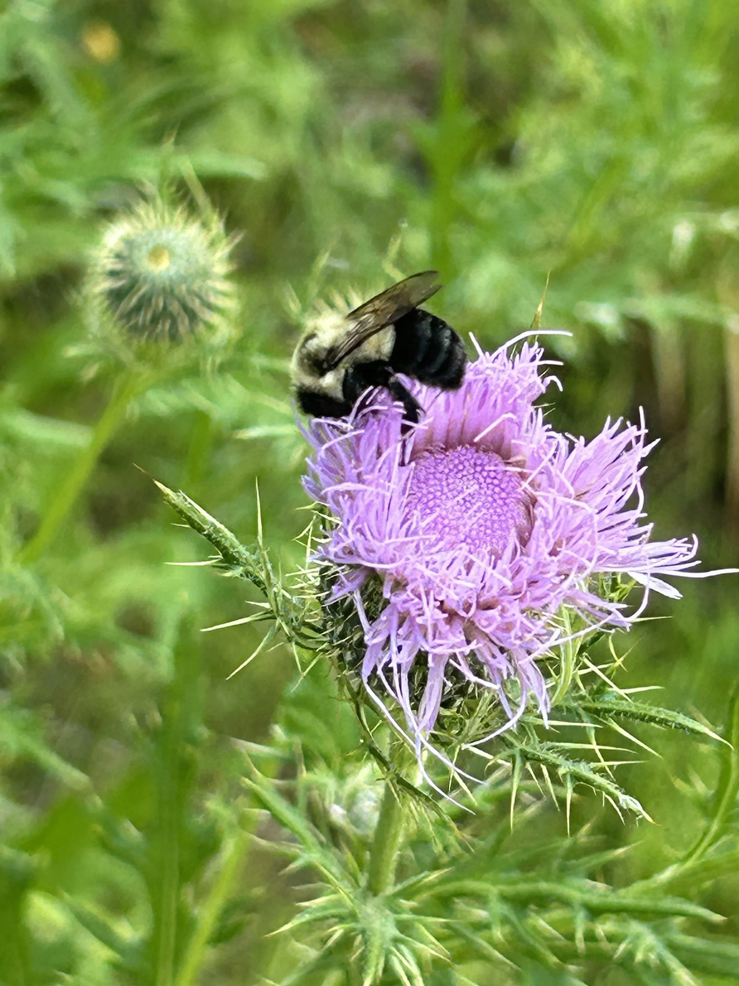filed thistle.jpg