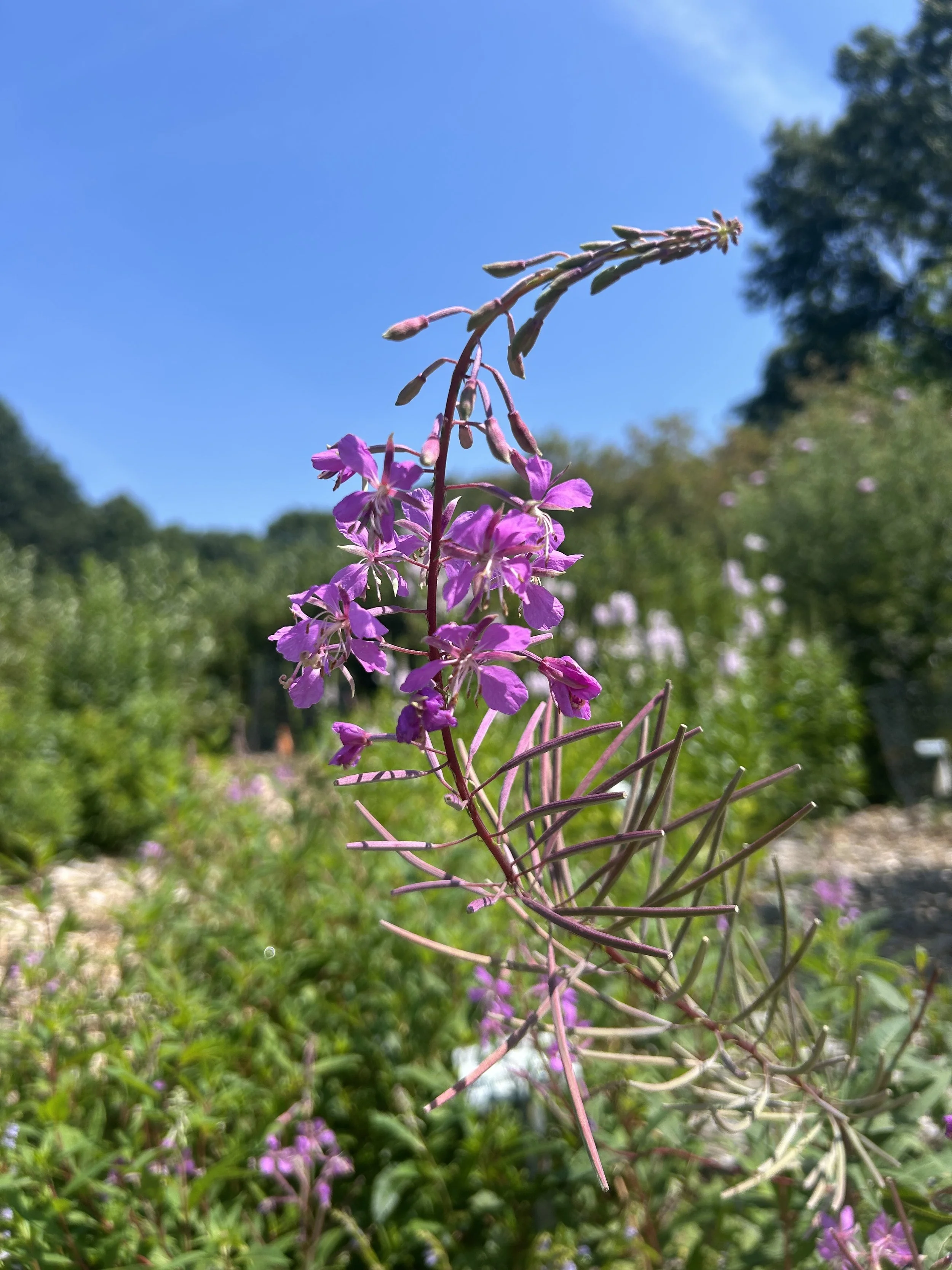 Fireweed Chamerion augustifolium
