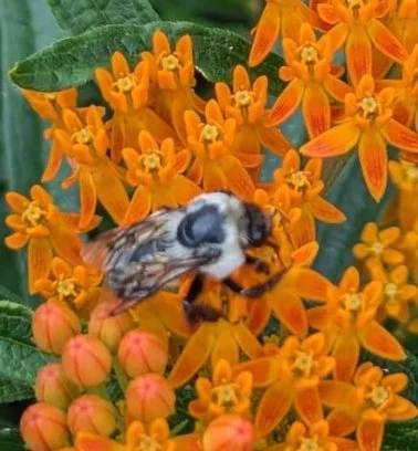 tuberosa.jpg