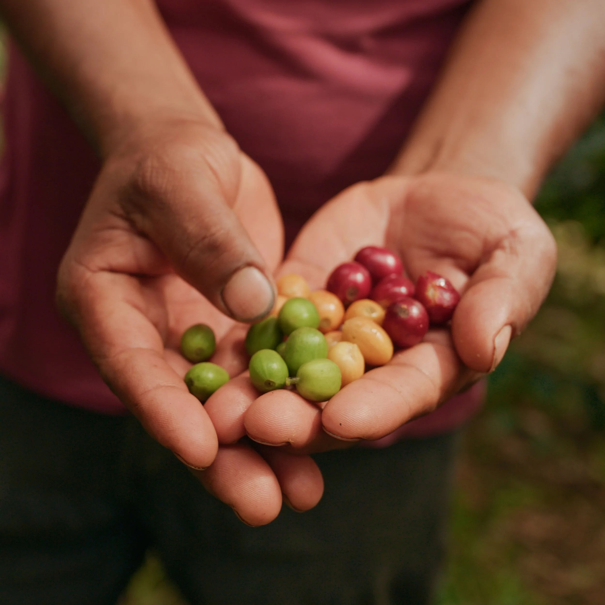 A close-up of a person's hand holding a handful of colorful, round candies in red, green, orange, and yellow, with a blurred background.