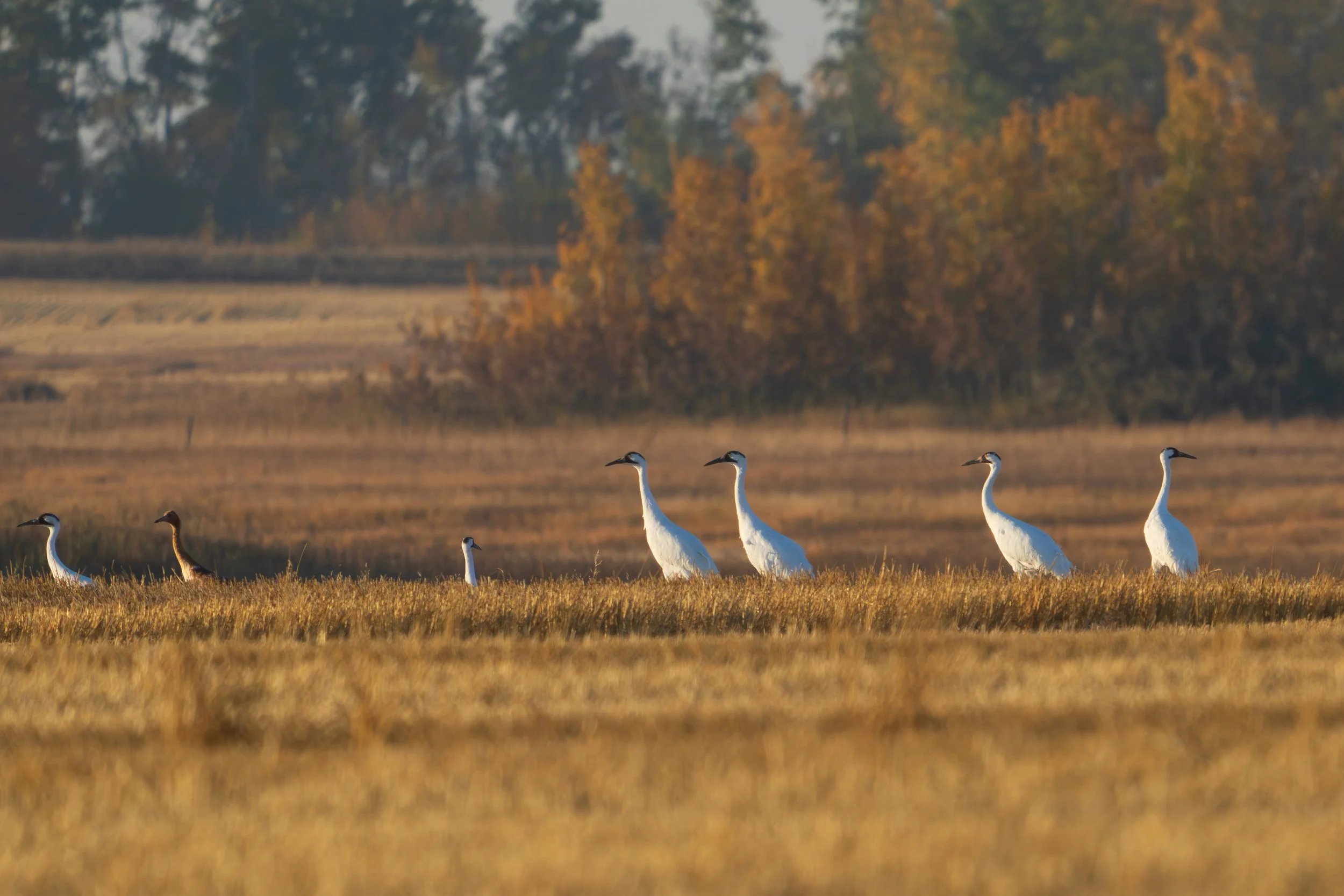 Covid and the Whooping Crane