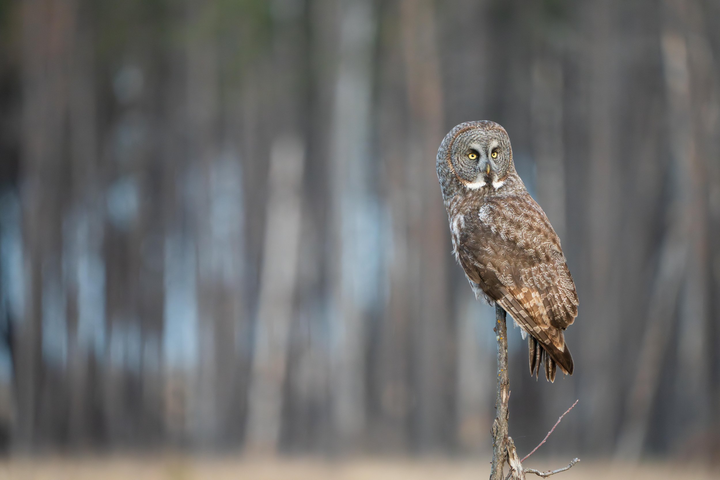 Nature and Wildlife