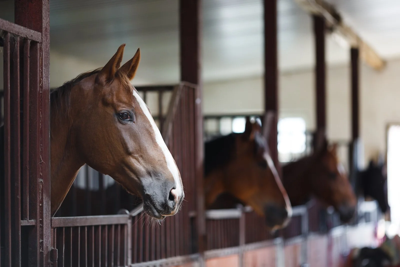Adopt a horse that has served in the Army’s Old Guard at Arlington National Cemetery