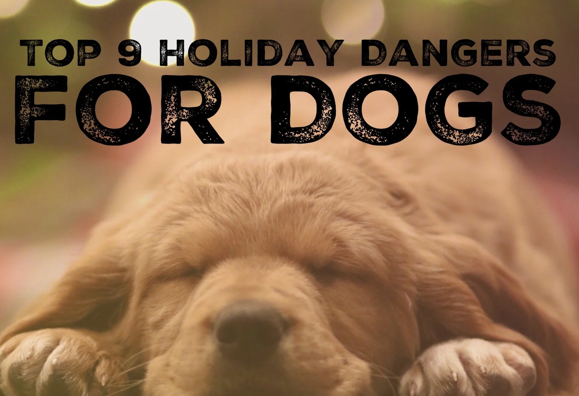 Top 9 Christmas Dangers for Dogs