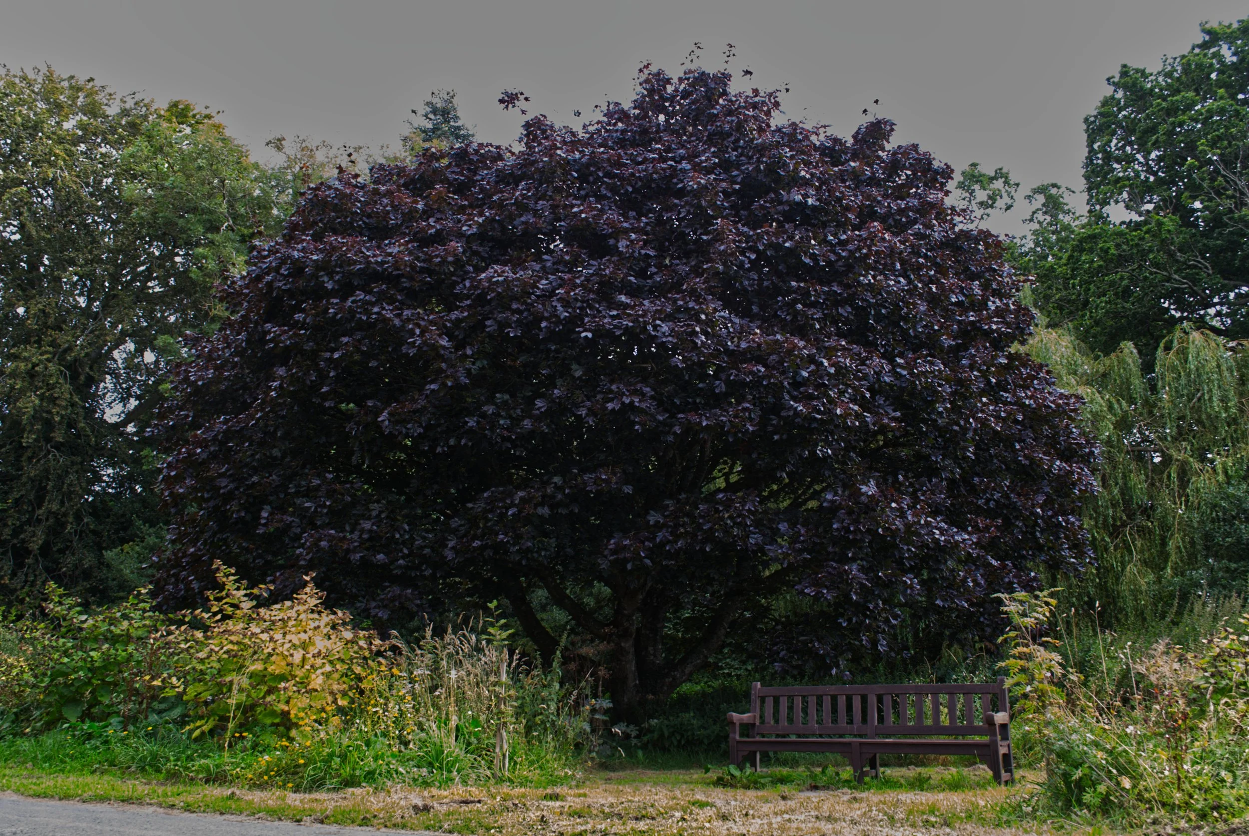 A park scene with a large purple-leafed tree, green trees in the background, a wooden bench, and flowering plants and grass in the foreground under a cloudy sky.