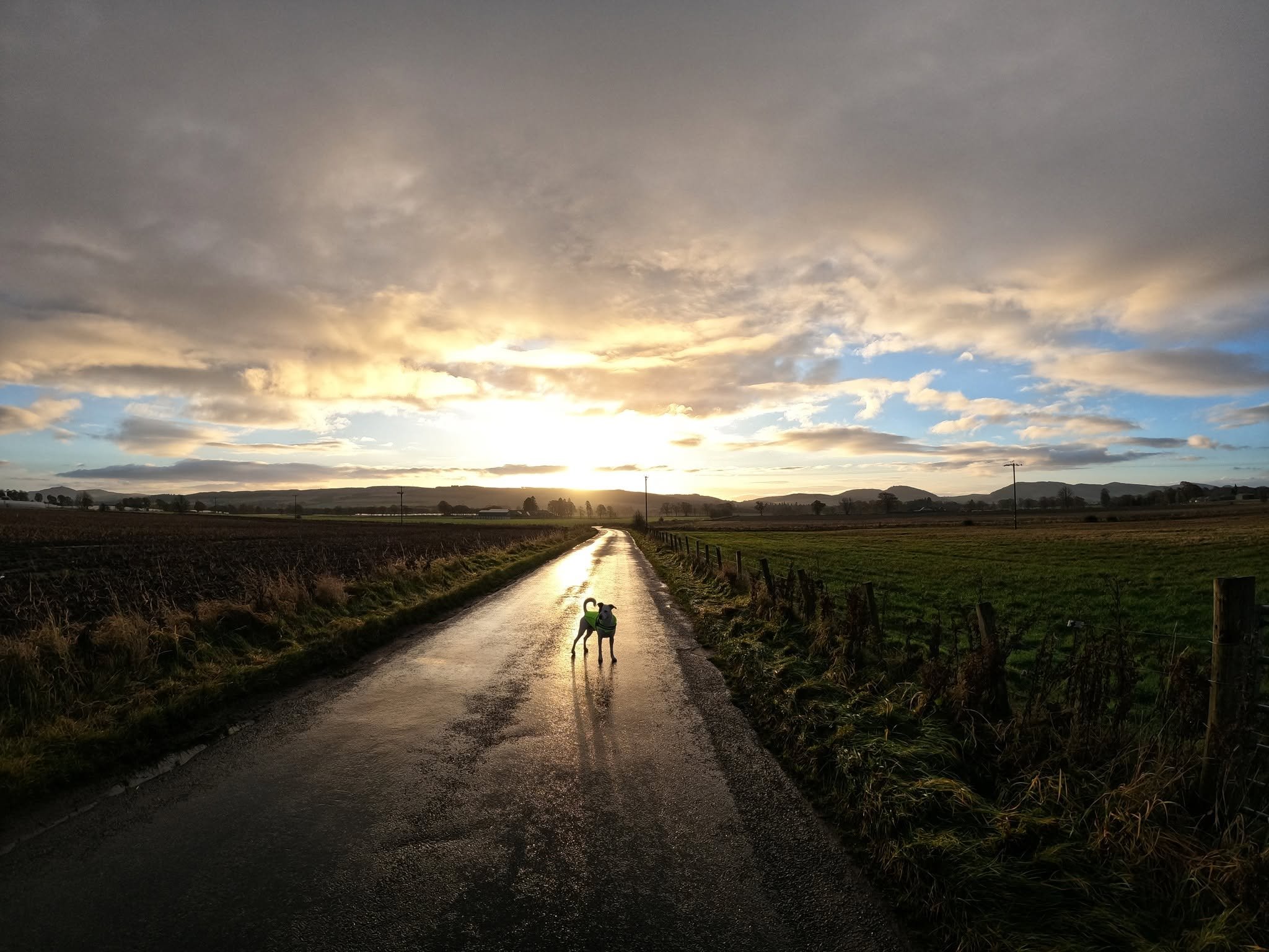 A rural road at sunset with a dog standing in the middle of the wet road, surrounded by fields and power lines, under a cloudy sky with sunlight breaking through.