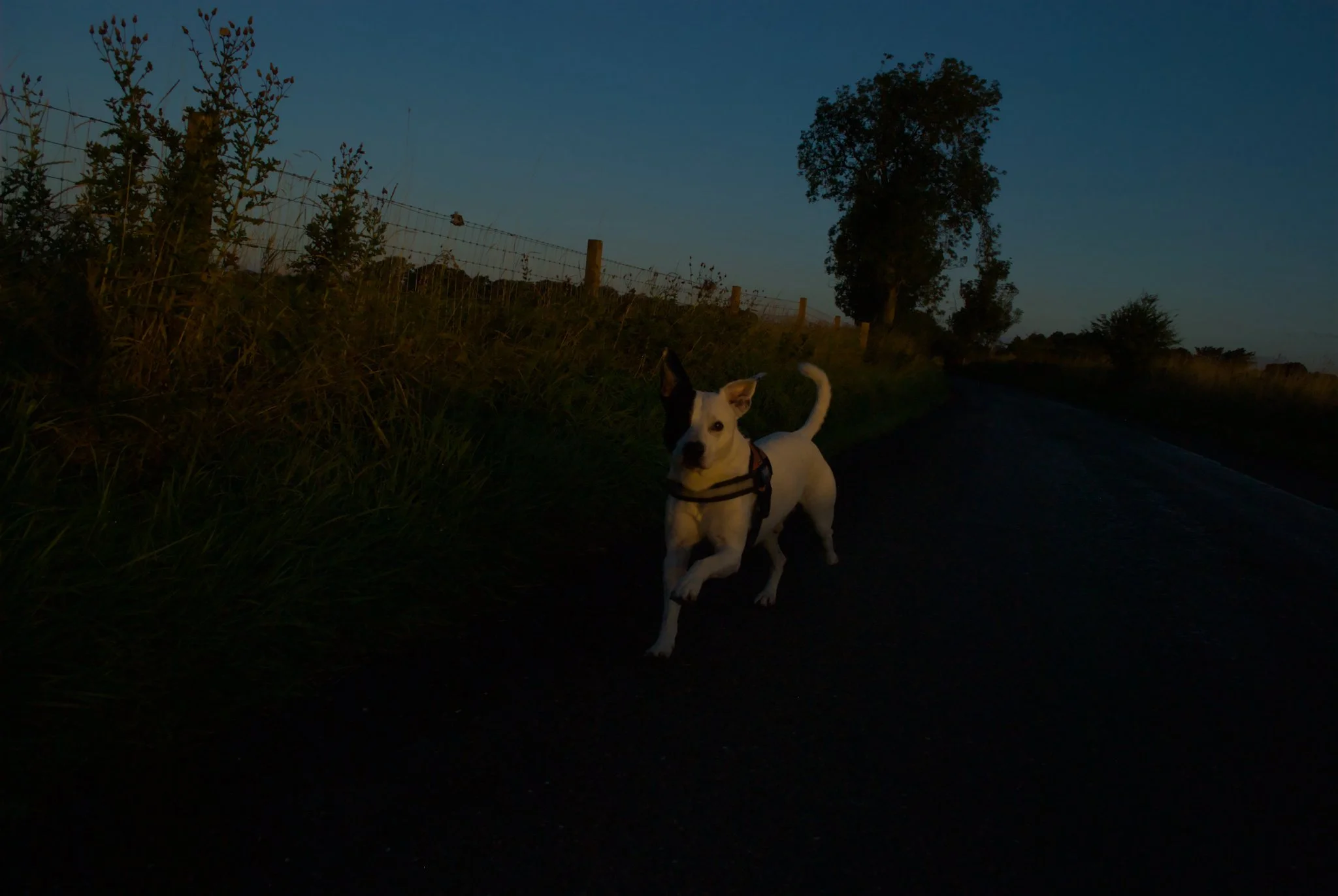 Dramatic low-light action photo of a white dog sprinting on a road at dawn, featuring rich blue sky tones and golden morning light.