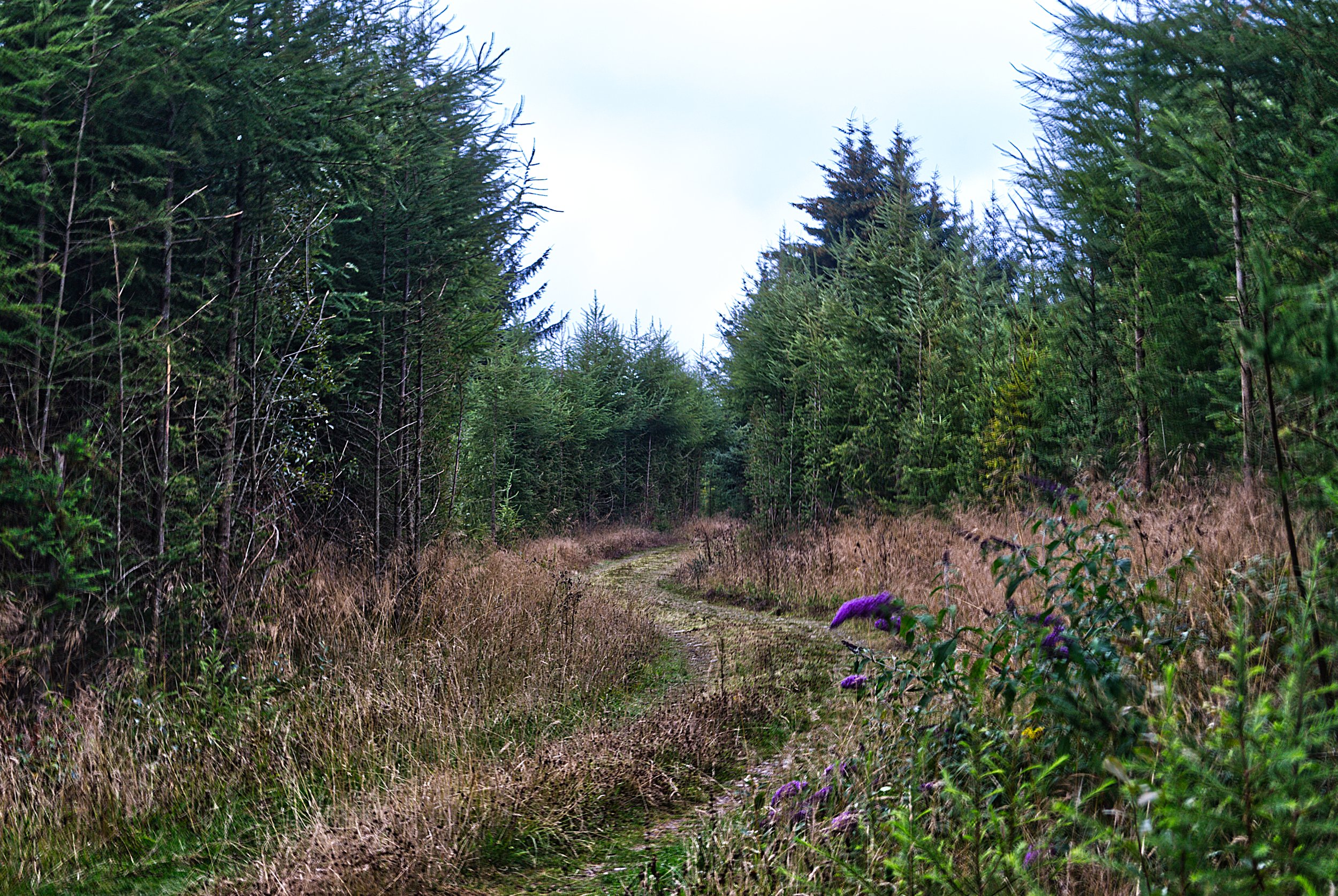 A forest scene with a dirt trail running through dense green trees and shrubs, with some purple flowers in the foreground.