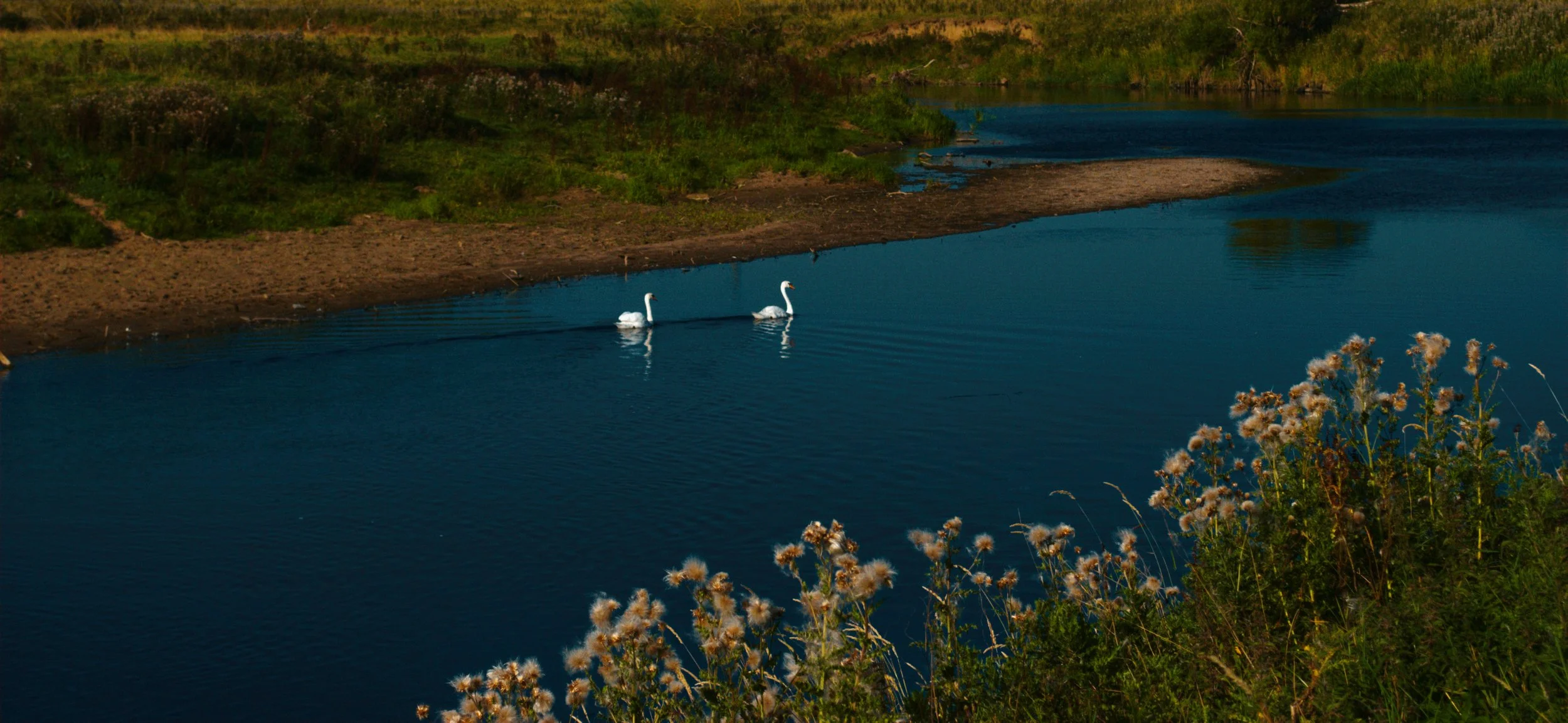 Two white swans swimming on a peaceful river, surrounded by green vegetation and wildflowers.