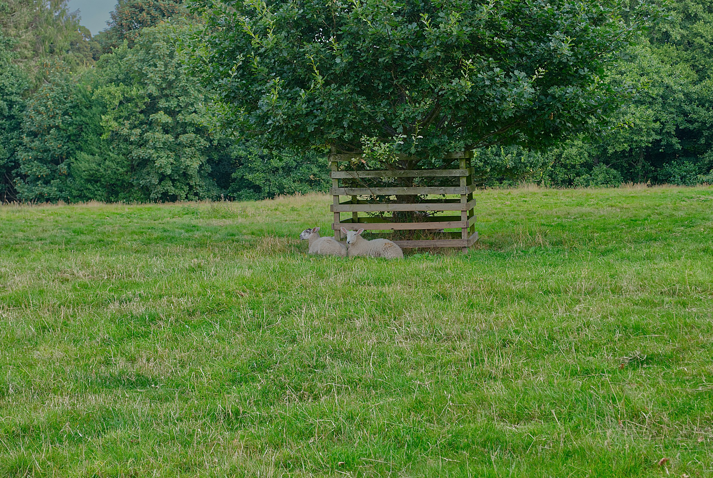 Two sheep resting under a green leafy tree on a grassy field with more trees in the background.