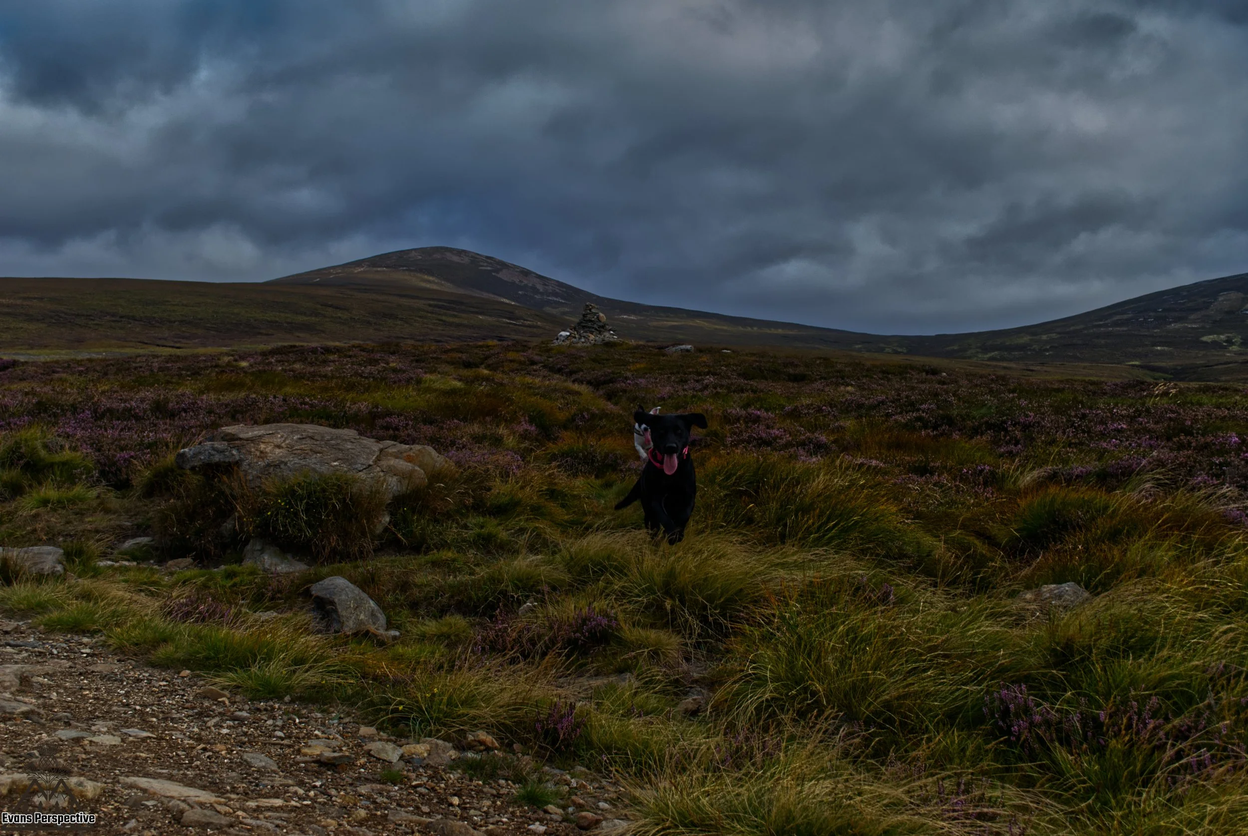 Outdoor pet photography capturing active dogs exploring the moody hills of the East of Scotland.