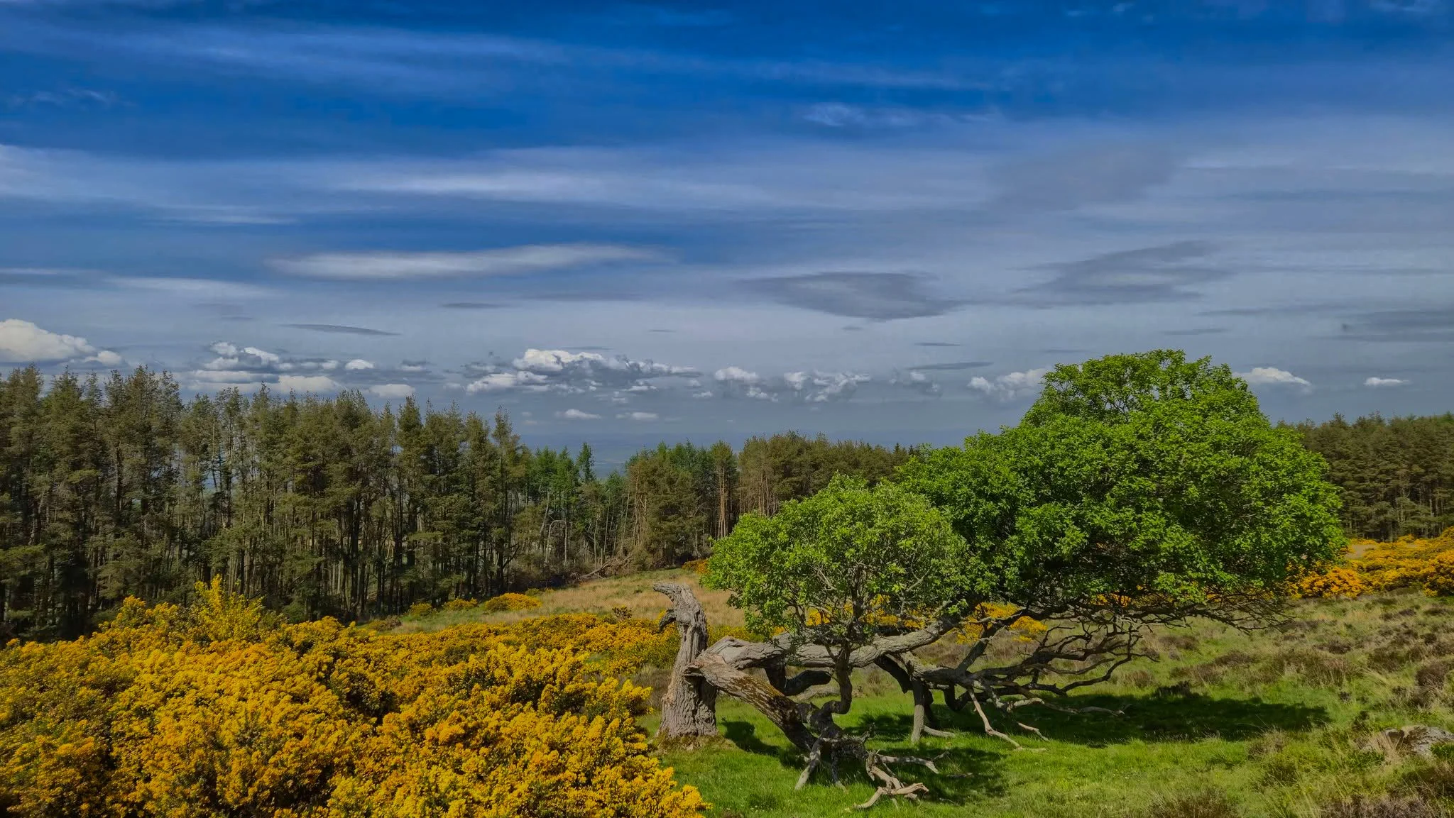 Bright yellow gorse fields framing a scenic hiking path in the East of Scotland and a fallen down but still growing tree.