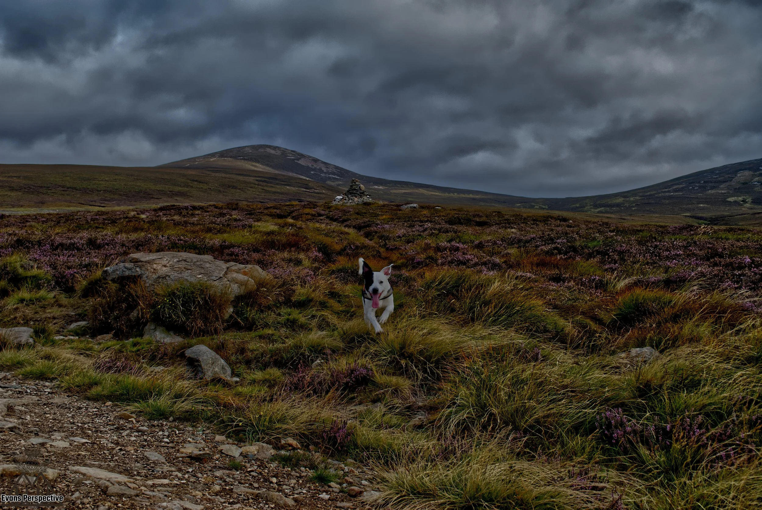 Action dog photographer capturing a fast-paced pet portrait session on a rugged Scottish moorland track.