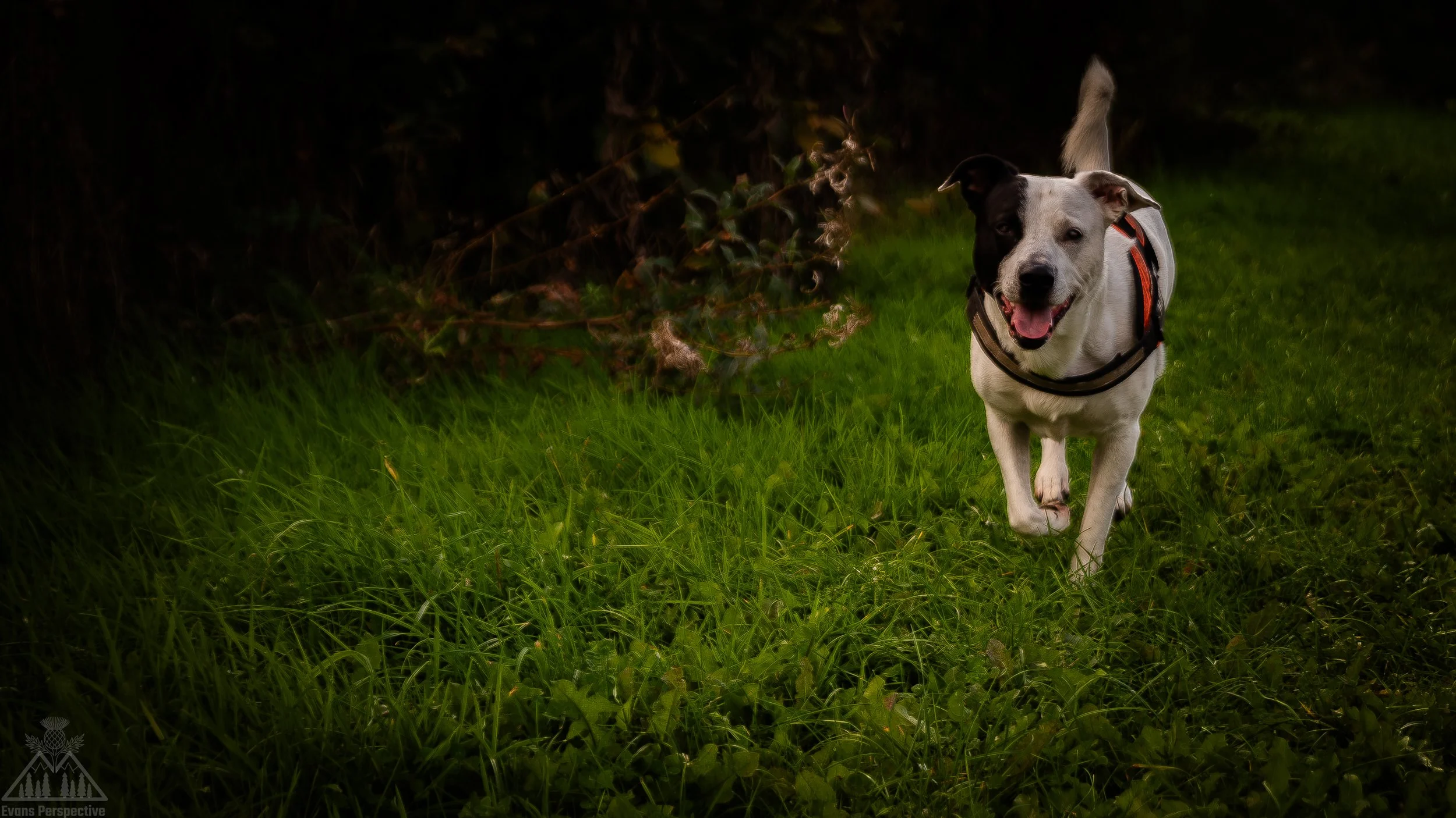 Dog Smiling On Grass