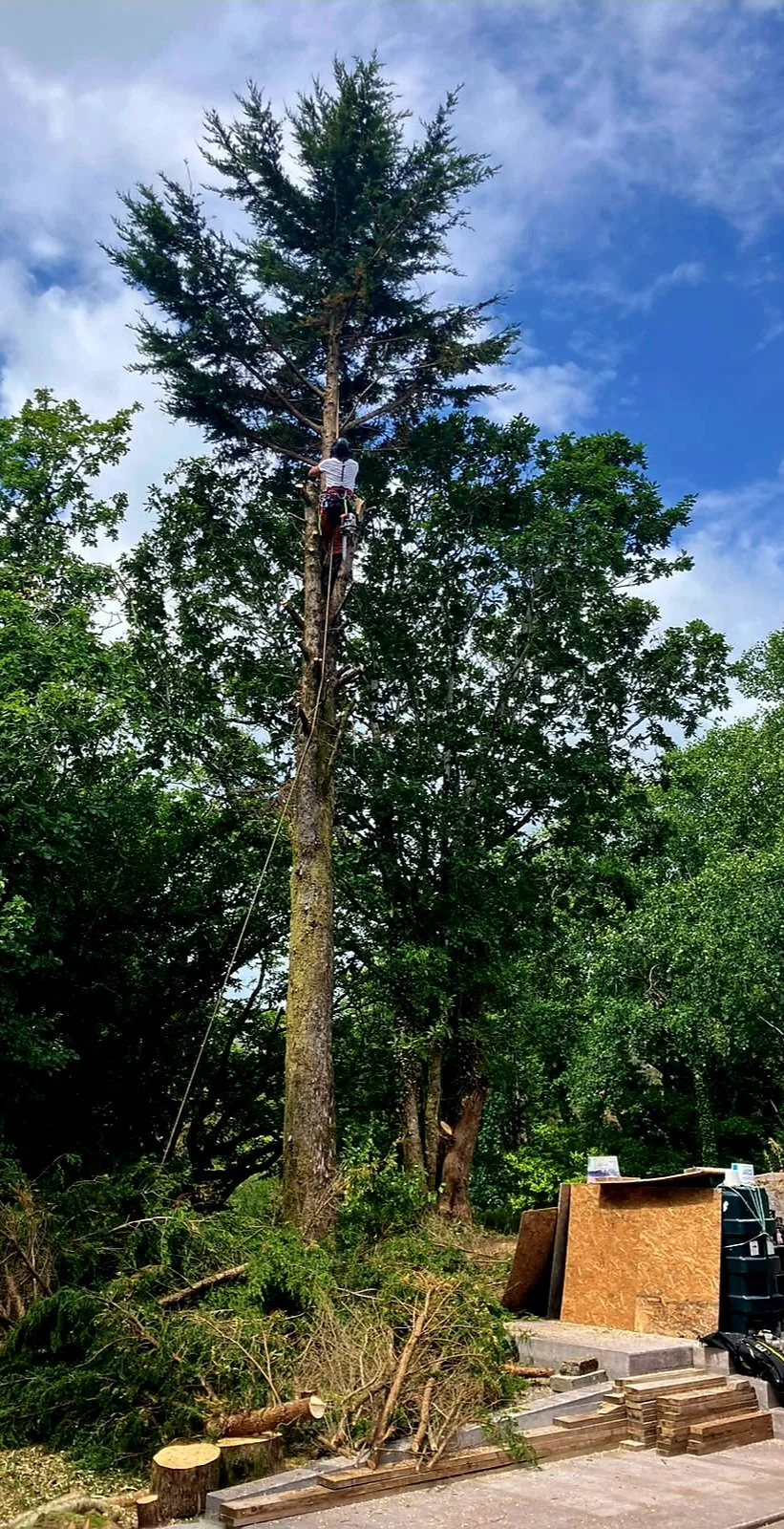 Person climbing a tall tree using safety ropes, surrounded by green trees and blue sky.