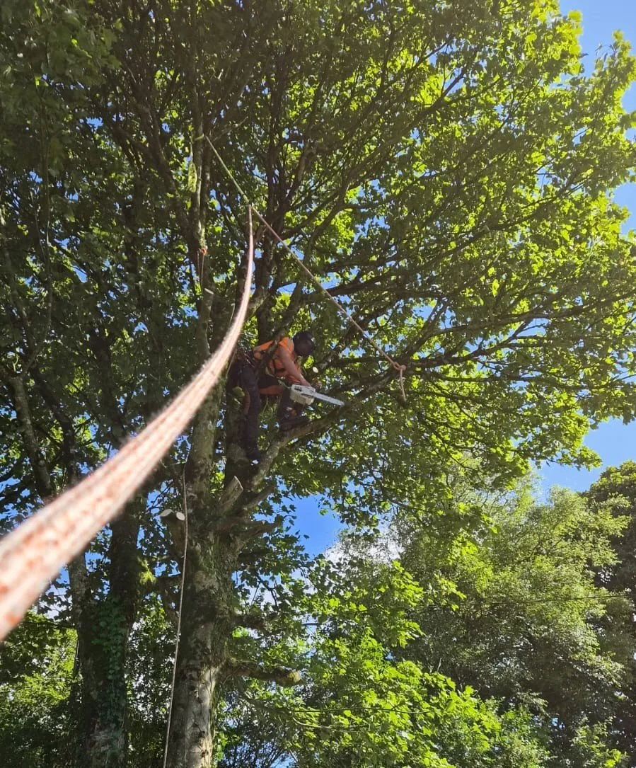 A person in orange gear and a helmet working on a tree, using safety ropes, during daytime.