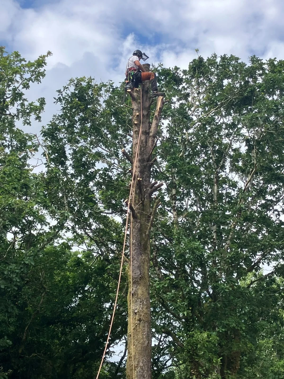A worker wearing safety gear, including a helmet and harness, is pruning or cutting a tall tree using a chainsaw, with a rope attached for safety, in a lush green forested area under a partly cloudy sky.