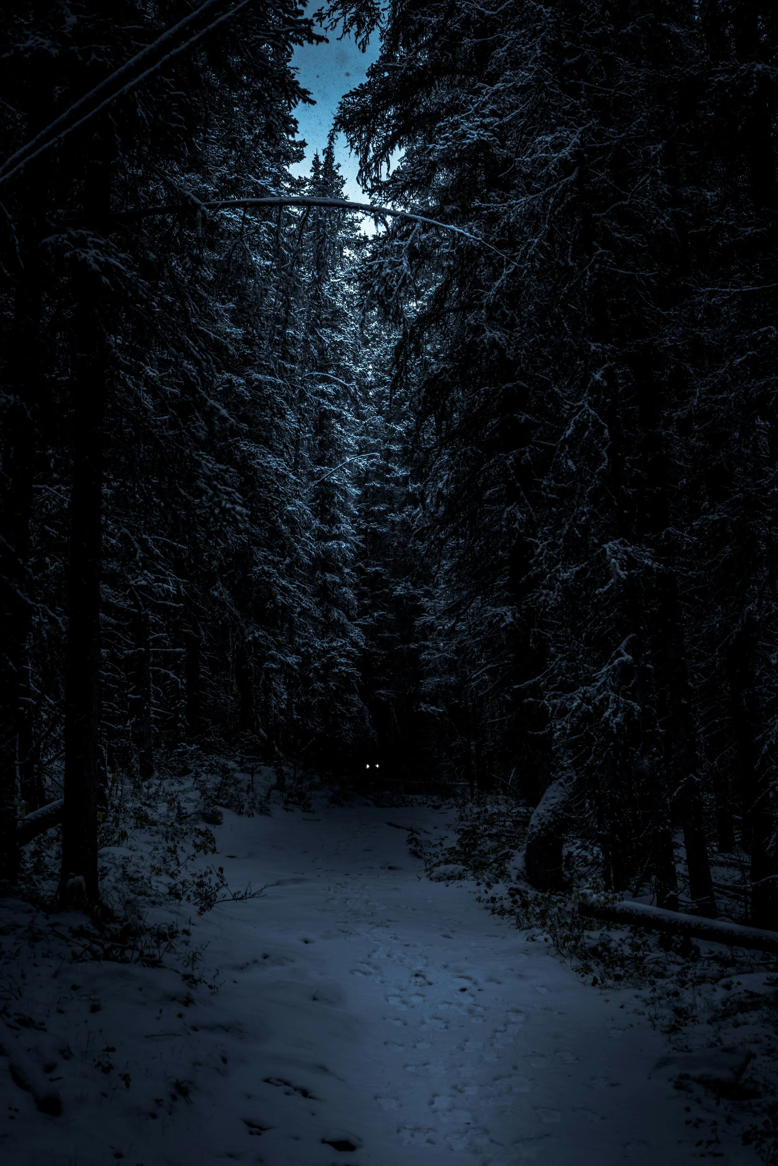 entering into a scary forest